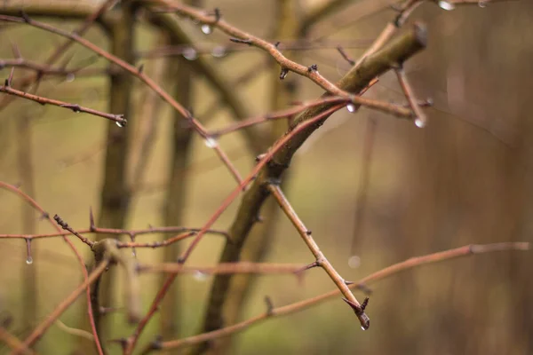 Весенняя ветвь с капельками дождя — стоковое фото