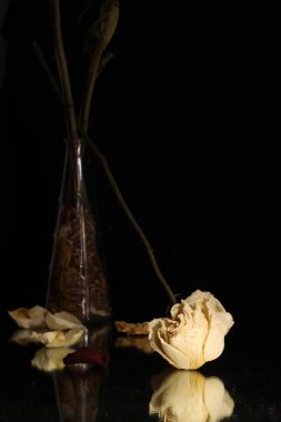 Karanlıkta baş aşağı duran beyaz gül çiçeği.