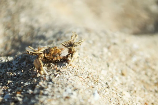 Pequeno caranguejo vivo na areia em macro — Fotografia de Stock