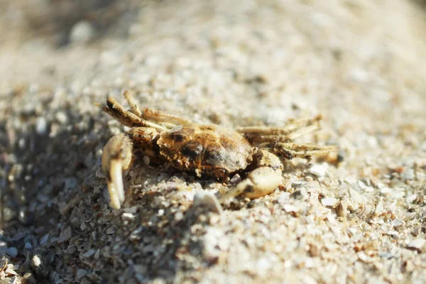 Pequeño cangrejo vivo en la arena en macro —  Fotos de Stock