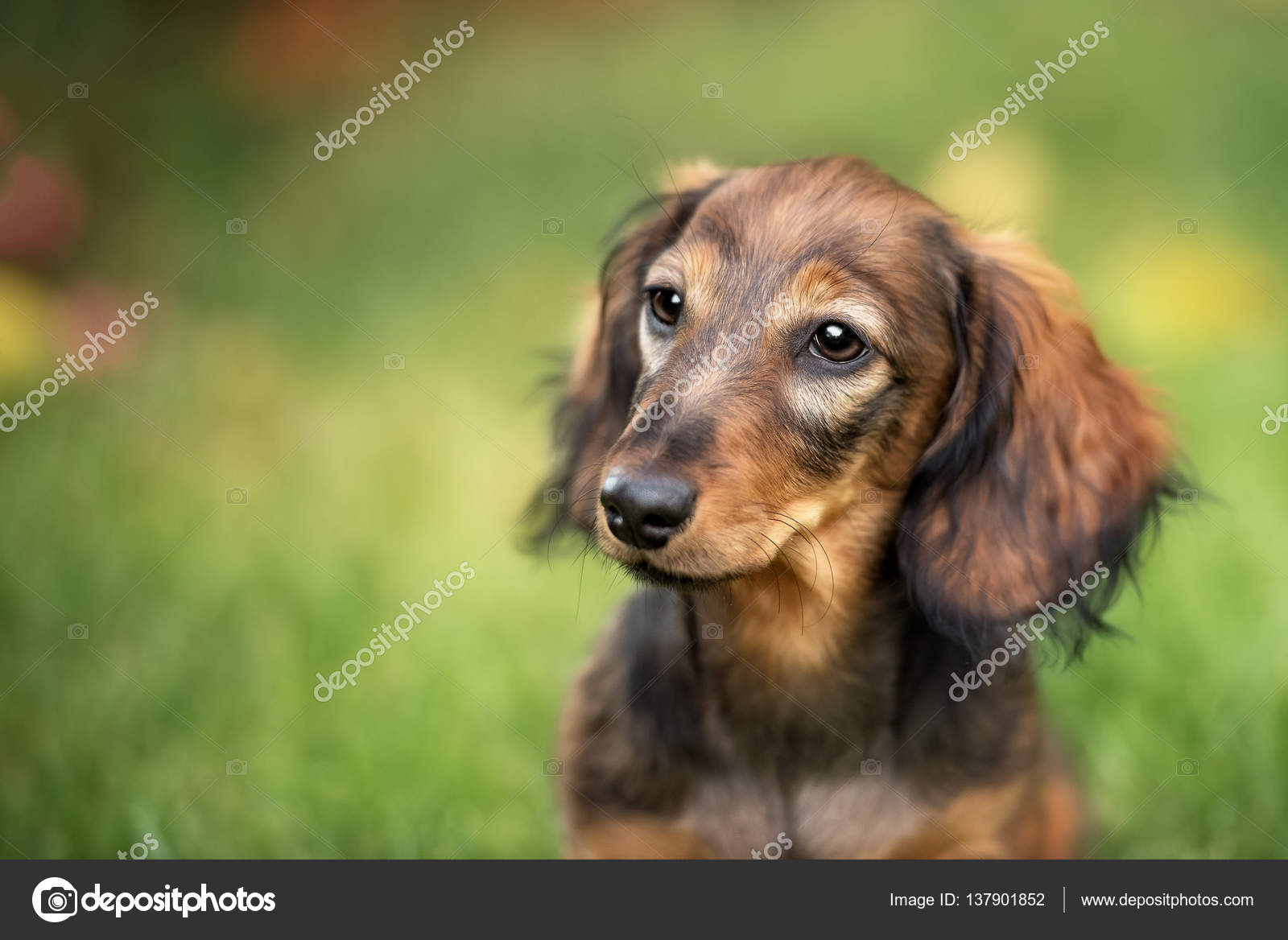 Cane Di Cucciolo Di Bassotto Bella Con Ritratto Gli Occhi Tristi