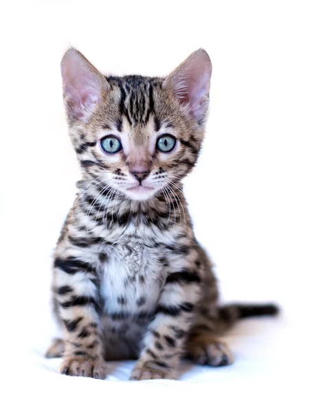 Bengal yavru kedi oturur