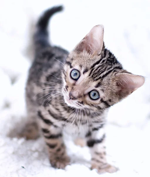 Bengal yavru kedi oynadı ve gözlerinin içine bakar