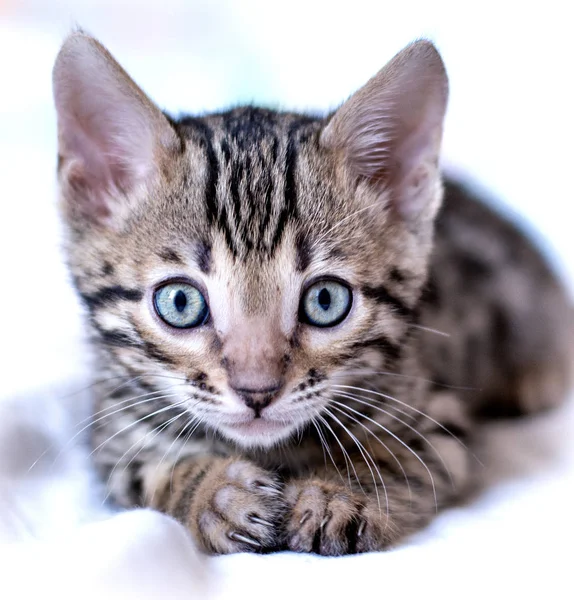 Bengal yavru kedi yatıyor ve pençeleri gösterir