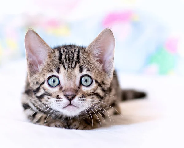 Bengal yavru kedi oyunları