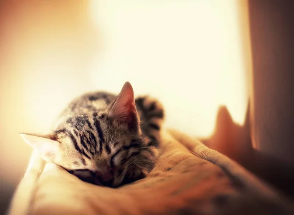 bengal gently kitten sleep in ray of sun