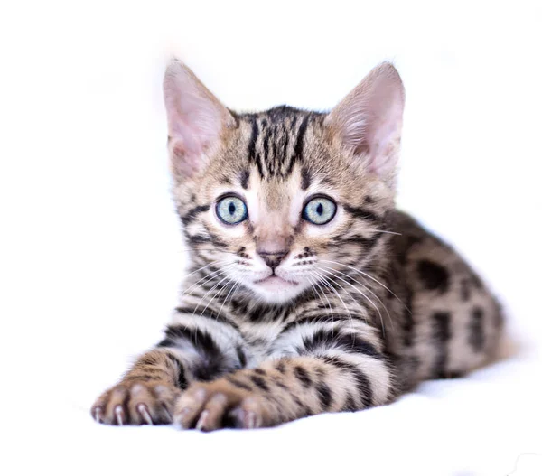 Bengal kedi yavrusu beyaz arkaplanda izole edilmiş