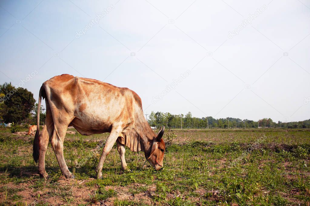 Cow on grass field dry season