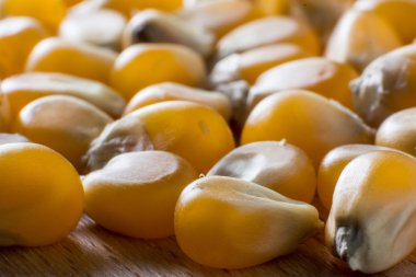 Tahta arka planda kurutulmuş mısır tohumları.. 