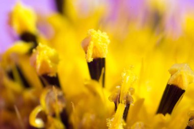 Makro atış soyut çiçek