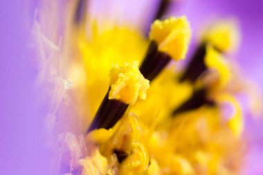 Makro atış soyut çiçek