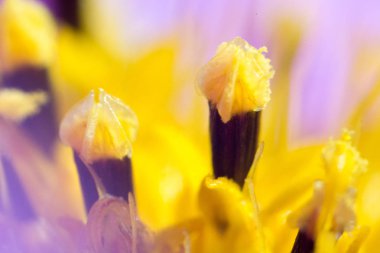 Makro atış soyut çiçek