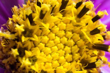 Makro atış soyut çiçek