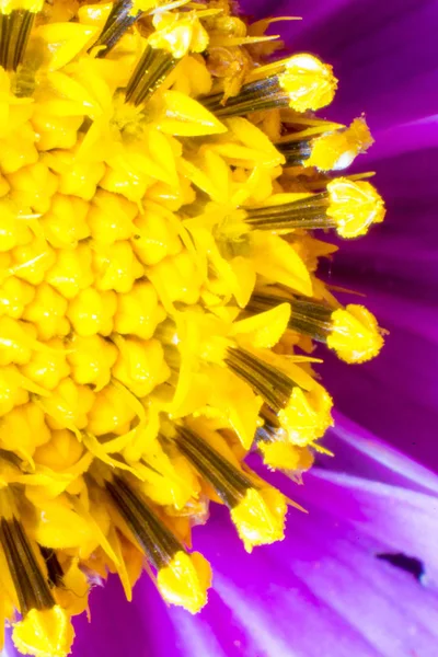 Soyut makro çekim çiçek