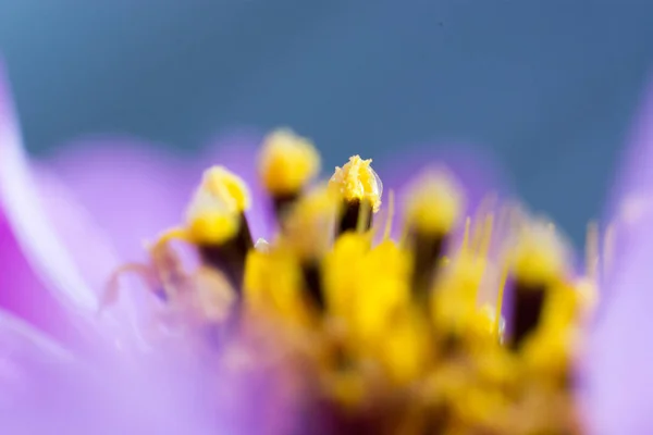 Абстрактный цветок в макроснимке — стоковое фото