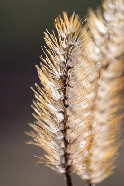 Makro lövés Hordeum Murinum — Stock Fotó