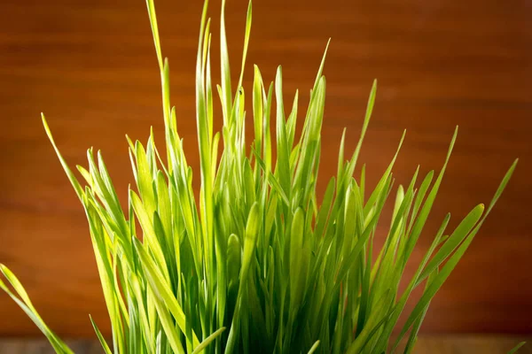 Green wheat in the ceramic cup — Stock Photo, Image