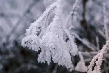 Donmuş şube karla kaplı