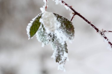 donmuş dalları karla kaplı