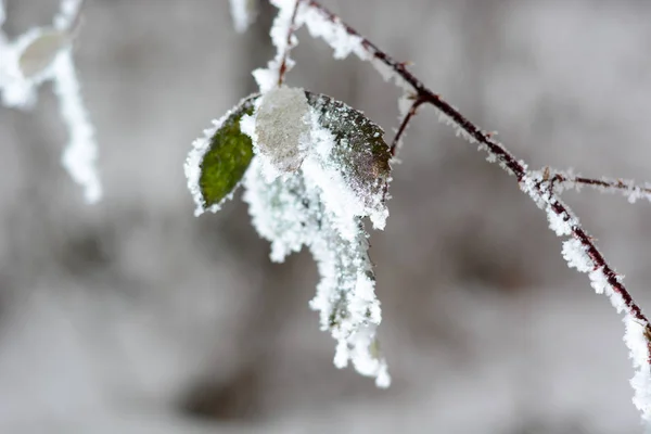 Frusna grenar täckta med snö — Stockfoto