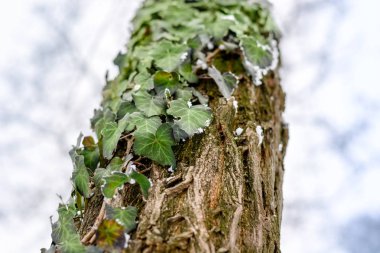 Donmuş Ivy frost ile kaplı ağaç üzerinde