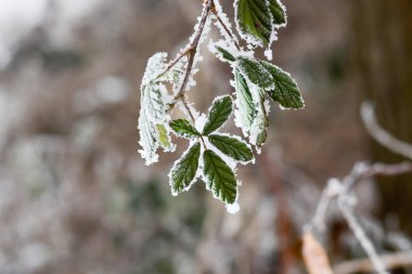 Donmuş böğürtlen yaprakları ile arka plan bulanık