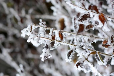 karla kaplı sarı ağaç dalları 