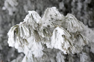 Karla kaplı çam ağacı dalları 