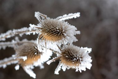 Bur Frost. Karda yabani bir bitki.