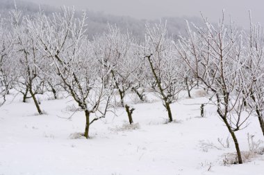 Kışın, sığ dof karla kaplı şeftali meyve bahçesi