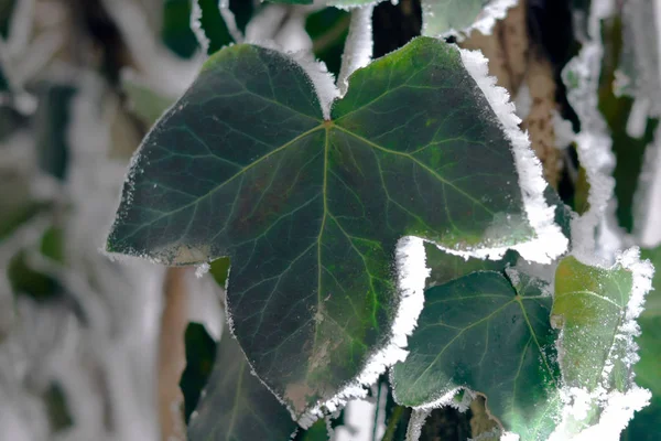 关闭被霜冻覆盖的树上的冷冻常春藤 — 图库照片