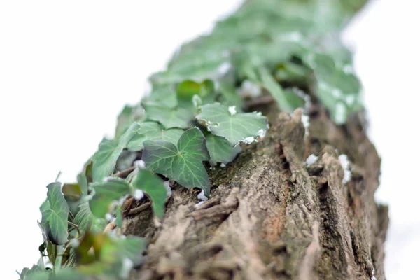 Frozen ivy on tree covered with frost — Stock Photo, Image