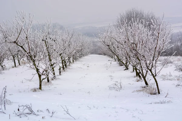 Персиковый сад, покрытый снегом зимой, мелководье — стоковое фото