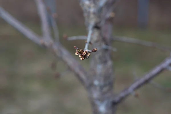 Blossoming apricot buds on twigs in early spring — Stock Photo, Image