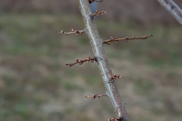 Bourgeons florissants d'abricot sur les brindilles au début du printemps — Photo