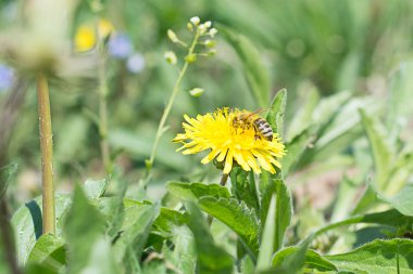 İşçi arı sarı karahindiba üzerinde