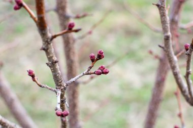 ağaç dal dal ağaç tomurcukları ile kayısı çiçek tomurcuk.