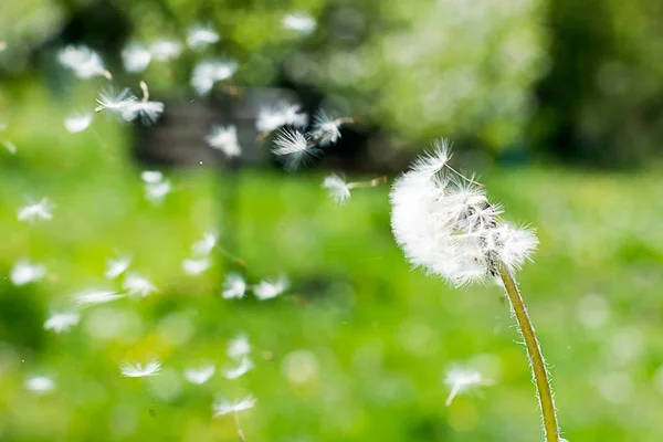 Dandelion on the wind. Dandelion fluff. Dandelion tranquil abstr — Stock Photo, Image