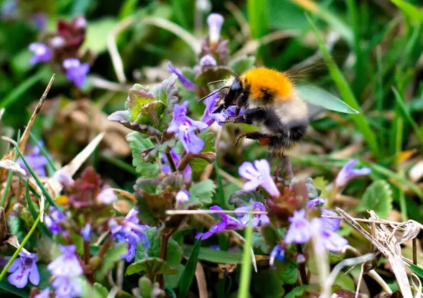 Bumblebee harvesting pollen from blue blossom in spring day — Stock Photo, Image