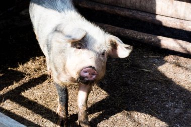 Pembe domuz pis burun ile. Komik domuz ile köy sahne. Büyük dom