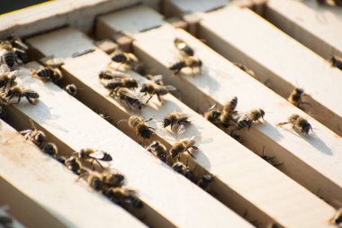 Arılar bir arı kovanı alanı içinde