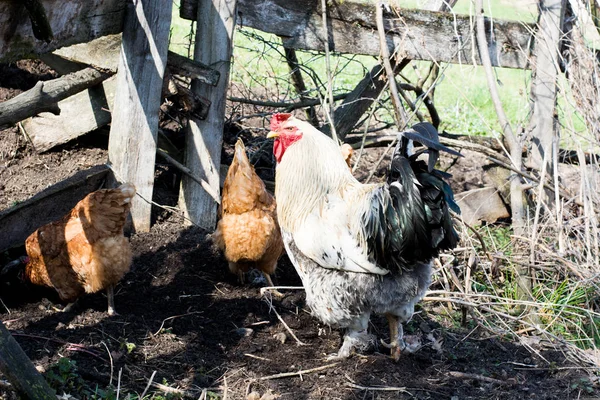 Hens and rooster feed on the traditional rural barnyard at sunny — Stock Photo, Image