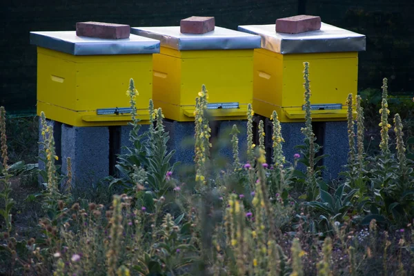 Bienenstöcke im Bienenhaus — Stockfoto