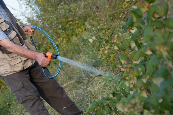 Jardinier à la retraite arrosant le jardin avec un tuyau . — Photo