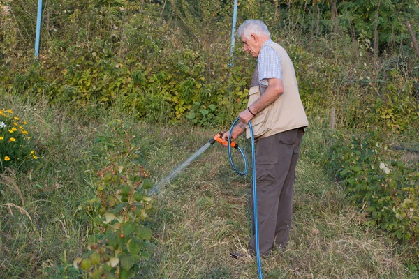 Pensionerad trädgårdsmästare vattna trädgården med slang. — Stockfoto