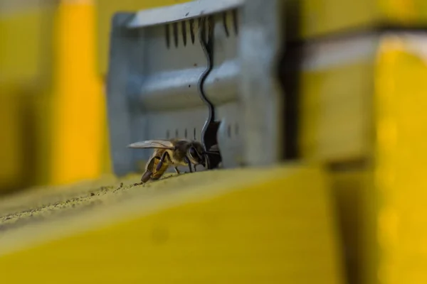 Bee entering the hive. Bee defending the hive. — Stock Photo, Image