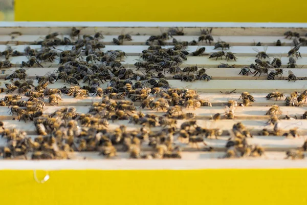 Die Bienen in einem Bienenstock auf dem Feld — Stockfoto