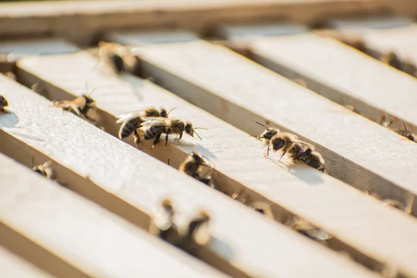 The bees inside a beehive in field — Stock Photo, Image