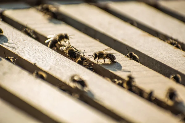 The bees inside a beehive in field — Stock Photo, Image