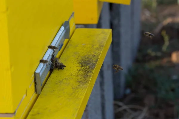 Bienen betreten den Stock. Bienen verteidigen den Bienenstock. — Stockfoto